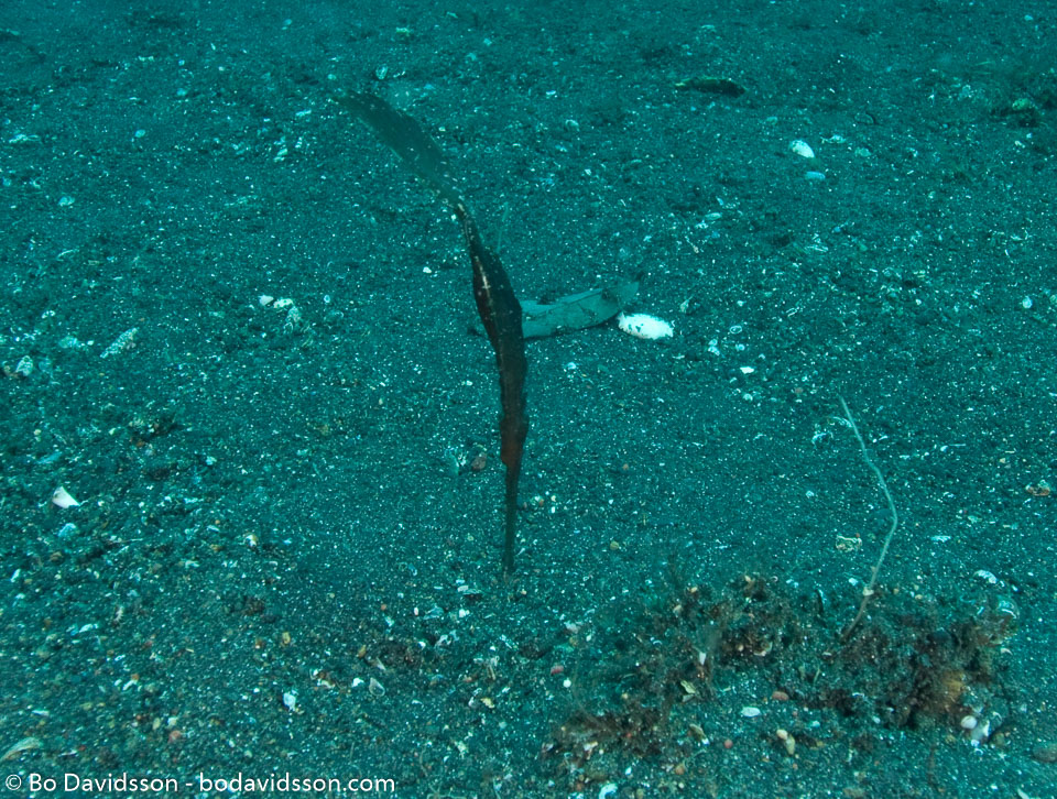 BD-090926-Lembeh-9264053-Solenostomus-cyanopterus.-Bleeker.-1854-[Ghost-pipefish].jpg